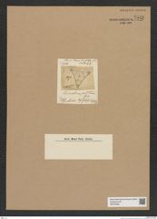 Diatomeae indet. Zeichnungen Sammlung Grunow Nr. 7548 (NHMW-BOT-W0376695)